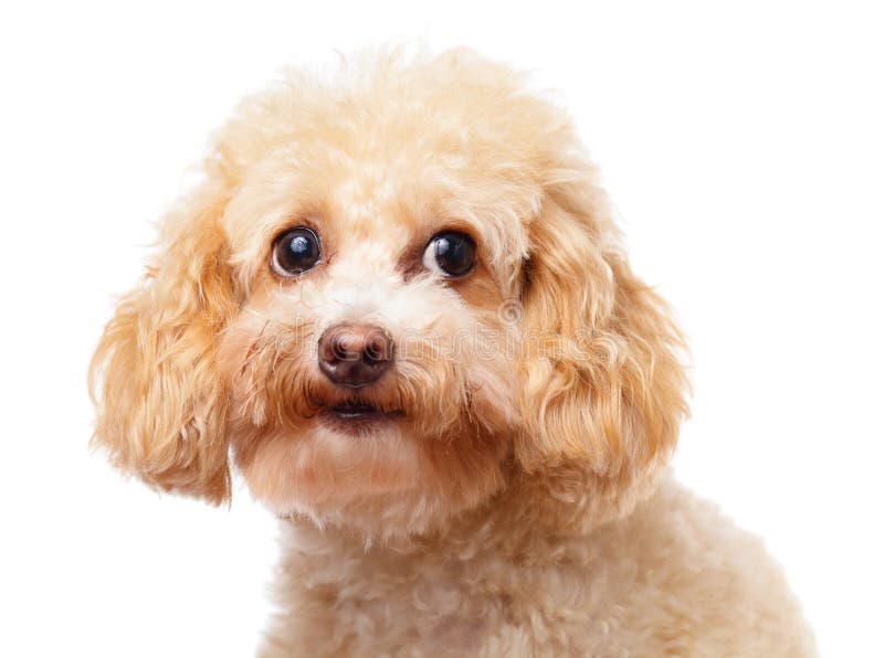 Fine del barboncino del cane su immagini stock Fine del barboncino del cane su immagini stock