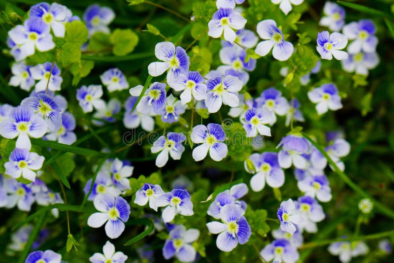 Fine del fiore di myosotis sul letto di fiore fotografia stock libera da diritti Fine del fiore di myosotis sul letto di fiore fotografia stock libera da diritti