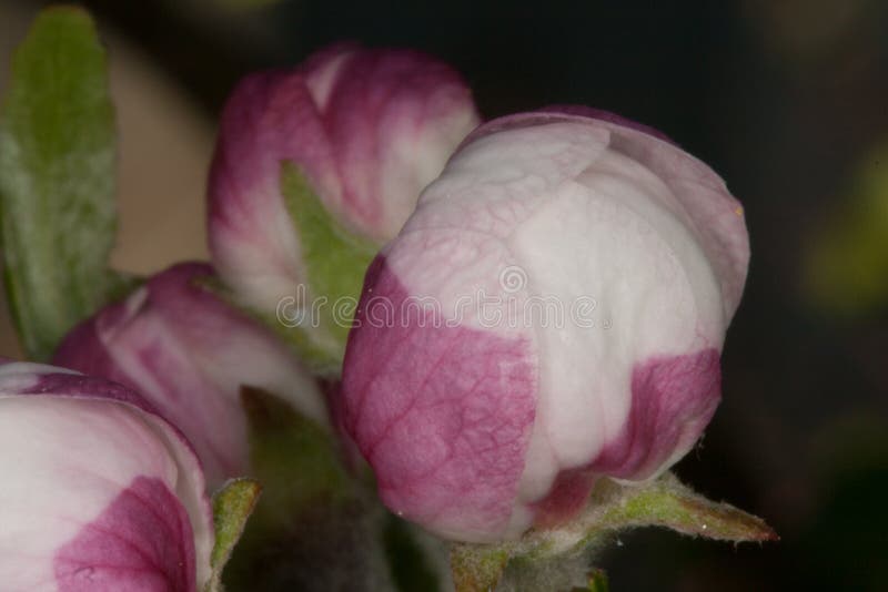 Fine del germoglio di fiore di Apple sul sembrare pronto a fiorire fotografia stock libera da diritti Fine del germoglio di fiore di Apple sul sembrare pronto a fiorire fotografia stock libera da diritti