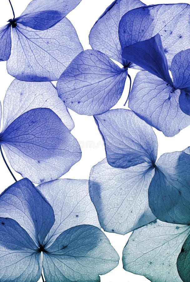 Fine del petalo del fiore su fotografie stock libere da diritti