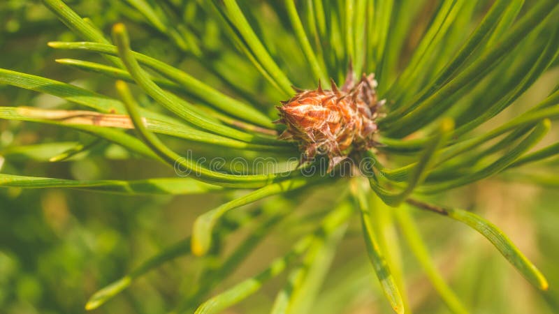 T&egrave; Fresco All'ago Di Pino Silvestre (Pinus Sylvestris) Foraggiato