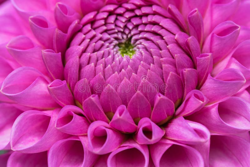 Fine del ` s Jomanda di Dahlia Mary su fotografia stock libera da diritti Fine del ` s Jomanda di Dahlia Mary su fotografia stock libera da diritti