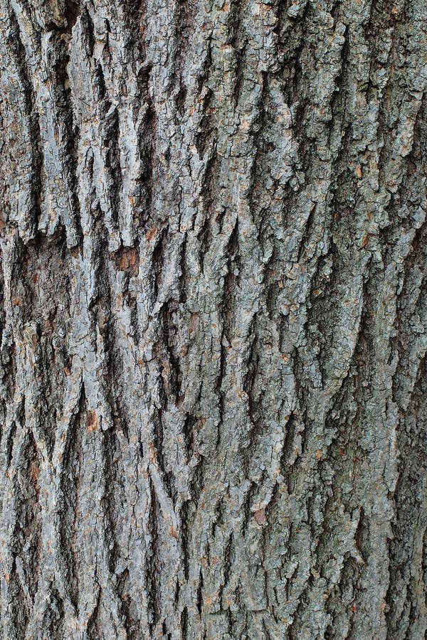 Fine del tronco di albero su fotografia stock Fine del tronco di albero su fotografia stock