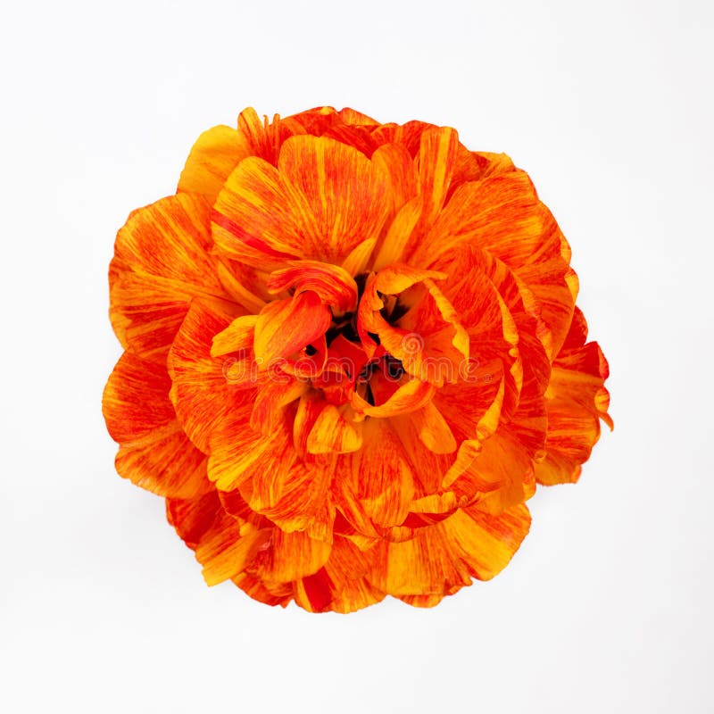 Fine del tulipano su su fondo bianco isolato Bello punto di vista superiore giallo arancione luminoso di Terry Tulip Fiore isolat immagini stock Fine del tulipano su su fondo bianco isolato Bello punto di vista superiore giallo arancione luminoso di Terry Tulip Fiore isolat immagini stock