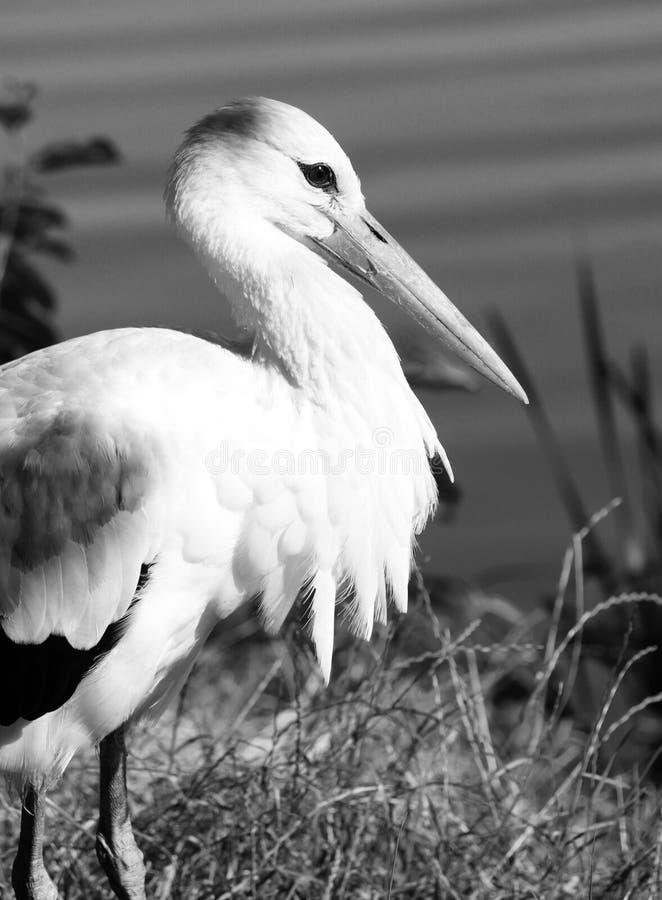 Fine della cicogna bianca su, foto in bianco e nero fotografie stock libere da diritti Fine della cicogna bianca su, foto in bianco e nero fotografie stock libere da diritti