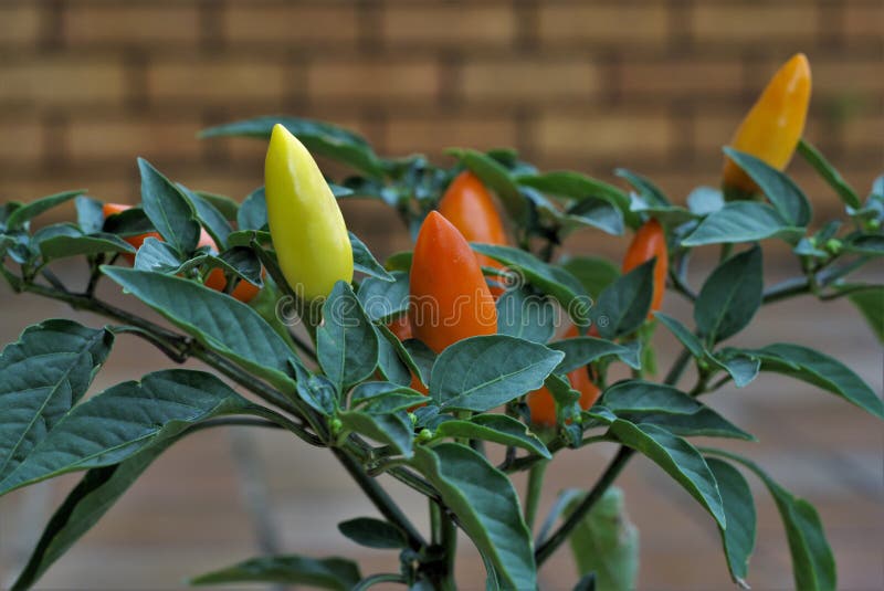 Piante Artificiali My Garden