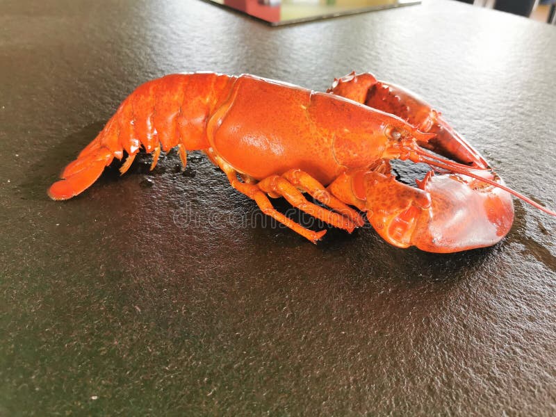 Fine Dining Gourmet Food Restaurant Fish Risotto Stock Image Image of