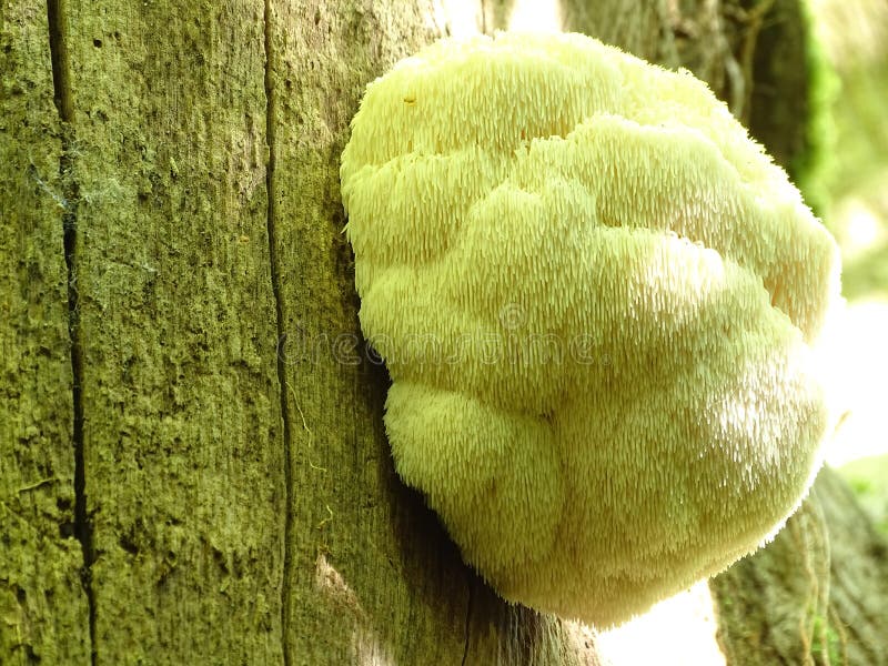 Lion’s Mane Mushroom