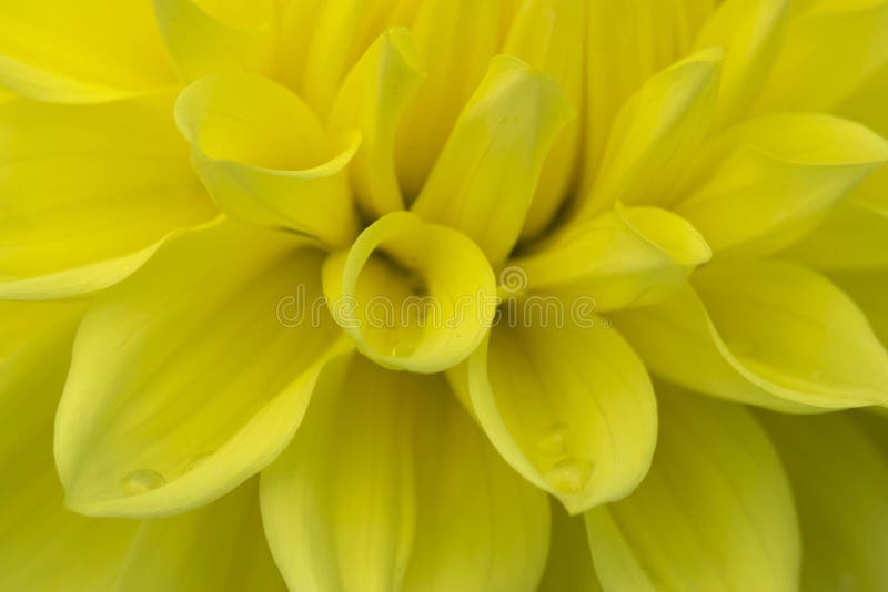 Fine gialla di Dahlia Tropper Dan Flower sulla vista fotografia stock Fine gialla di Dahlia Tropper Dan Flower sulla vista fotografia stock