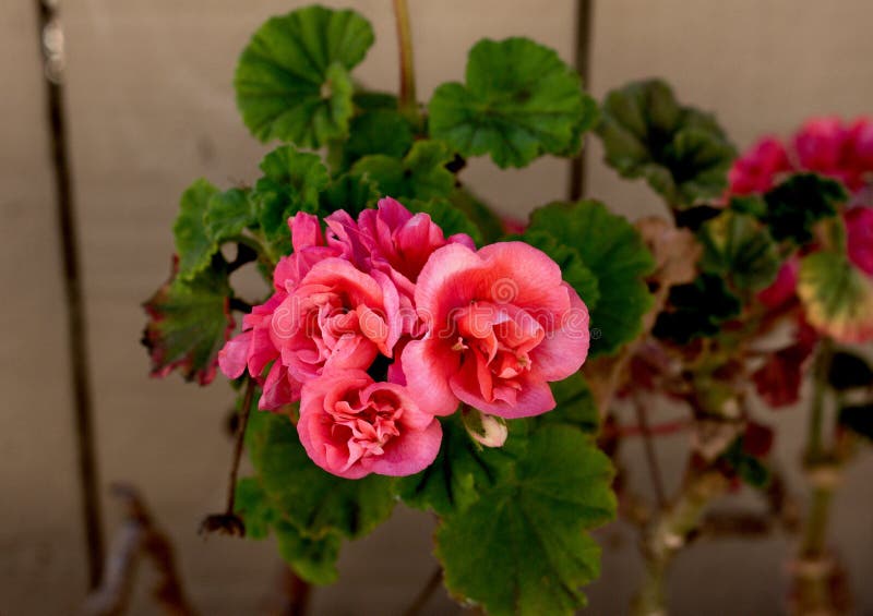 Fine rosa adorabile del fiore su fotografia stock Fine rosa adorabile del fiore su fotografia stock