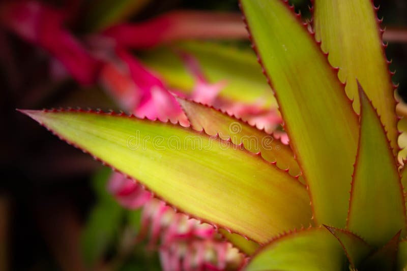 Fine rosa ornamentale dell'ananas su, Florida del sud immagine stock Fine rosa ornamentale dell'ananas su, Florida del sud immagine stock