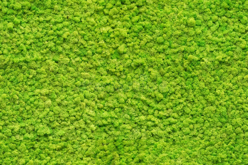 Fine senza cuciture su struttura verde del muschio fotografia stock