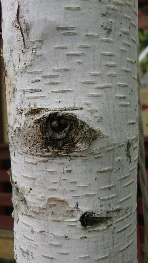 Fine strutturata bianca sui dettagli della natura della corteccia di albero fotografia stock Fine strutturata bianca sui dettagli della natura della corteccia di albero fotografia stock