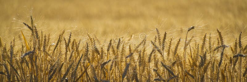 Close up of wheat ready to harvest. Close up of wheat ready to harvest