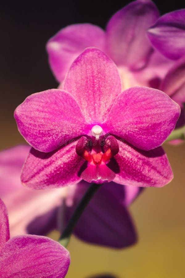 Fine sui fiori dell'orchidea di immagine immagini stock libere da diritti