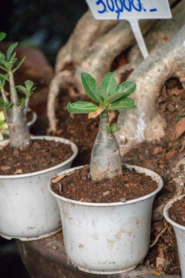 Fine Sul Fiore Di Arabicum Del Adenium I Nomi Comuni ...