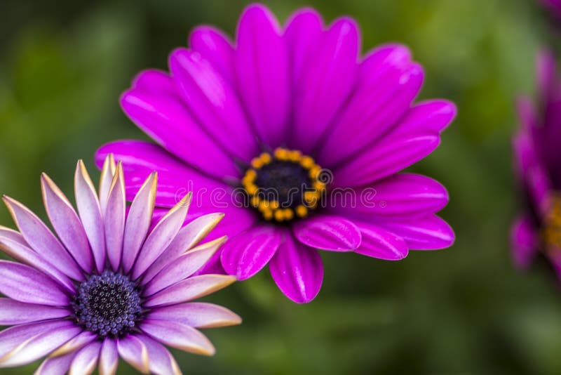Fine sulla bella margherita africana viola fotografia stock Fine sulla bella margherita africana viola fotografia stock