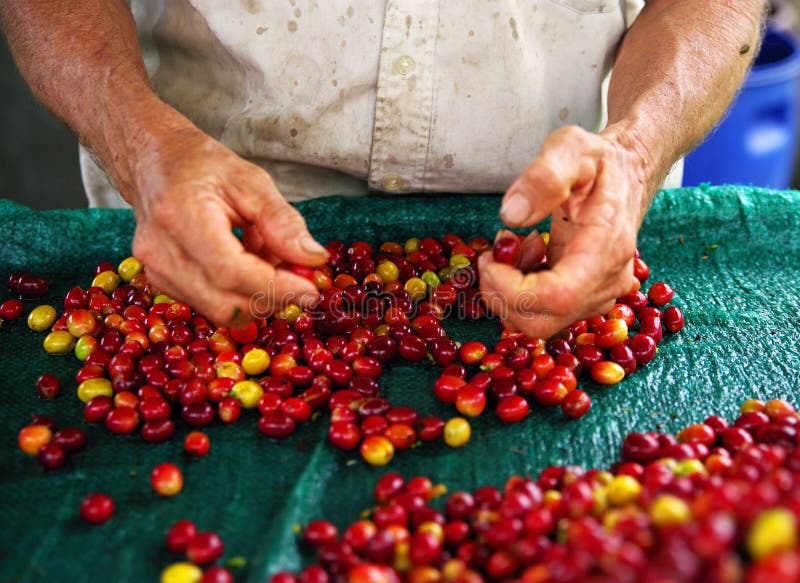 Fine sulle mani dell'uomo che ordinano i frutti raccolti dell'albero di cofee prima dell'essiccamento Piantagioni di caff? a Quin fotografie stock libere da diritti Fine sulle mani dell'uomo che ordinano i frutti raccolti dell'albero di cofee prima dell'essiccamento Piantagioni di caff? a Quin fotografie stock libere da diritti
