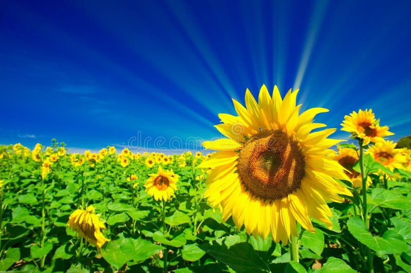 Fine sunflowers and fun sun in the sky.