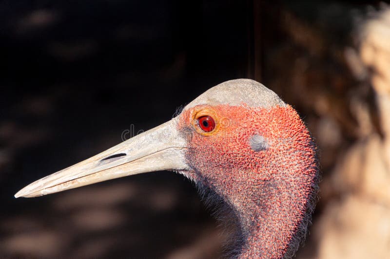 Adult Brolga Grus Rubicunda Close Victoria Australia birds. Adult Brolga Grus Rubicunda Close Victoria Australia birds