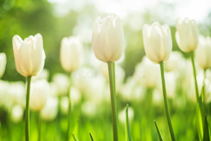 Fine white tulips bloomed in early spring in a city Park, shot from a low angle stock images Fine white tulips bloomed in early spring in a city Park, shot from a low angle stock images