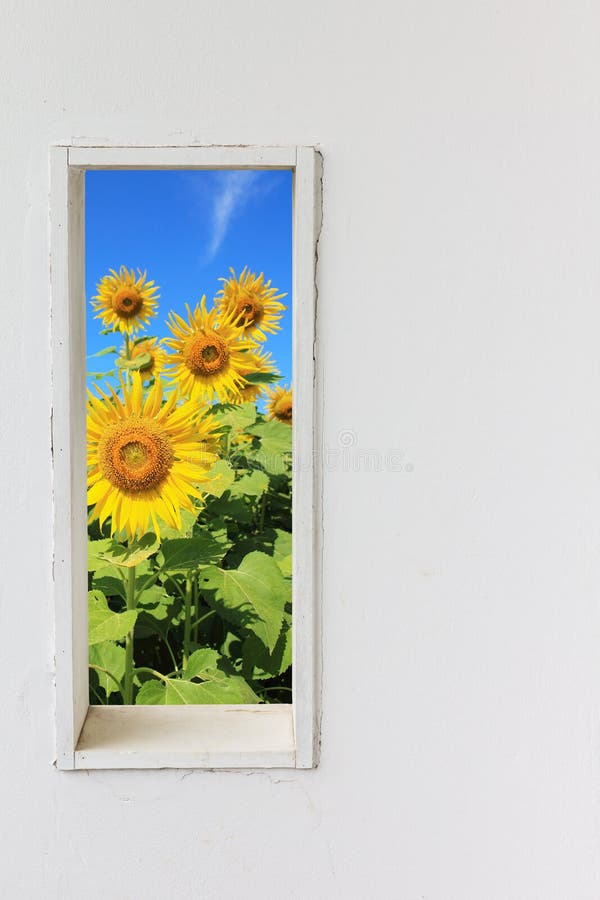 Finestra bianca della parete con il girasole sulla vista del cielo blu fotografie stock Finestra bianca della parete con il girasole sulla vista del cielo blu fotografie stock