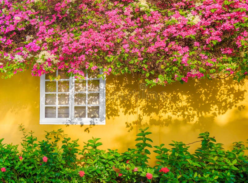 Finestra bianca in ombra dai fiori sporgentesi, casa di esterno di giallo immagini stock libere da diritti