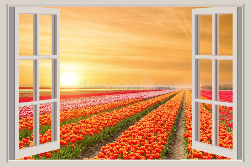 Finestra con il bello giardino di fiori dei tulipani della molla in Netherland fotografia stock libera da diritti Finestra con il bello giardino di fiori dei tulipani della molla in Netherland fotografia stock libera da diritti