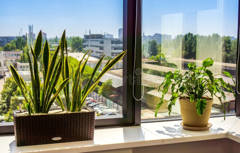 Light window with two big flowerspots one dark brown with long green leaves plant and another yellow spot with green ornament leaves flower against city landscape. Window with flowerpot. Light window with two big flowerspots one dark brown with long green leaves plant and another yellow spot with green ornament leaves flower against city landscape. Window with flowerpot