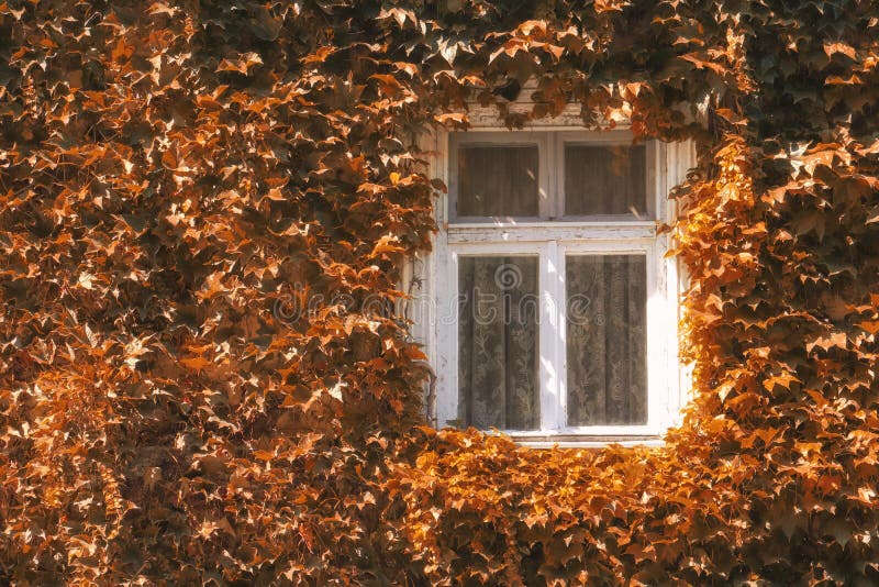 Finestrino d'annata bianco su parete marrone con fondo di una pianta per arrampicata Vivia marrone su casa con finestra bianca fotografie stock Finestrino d'annata bianco su parete marrone con fondo di una pianta per arrampicata Vivia marrone su casa con finestra bianca fotografie stock
