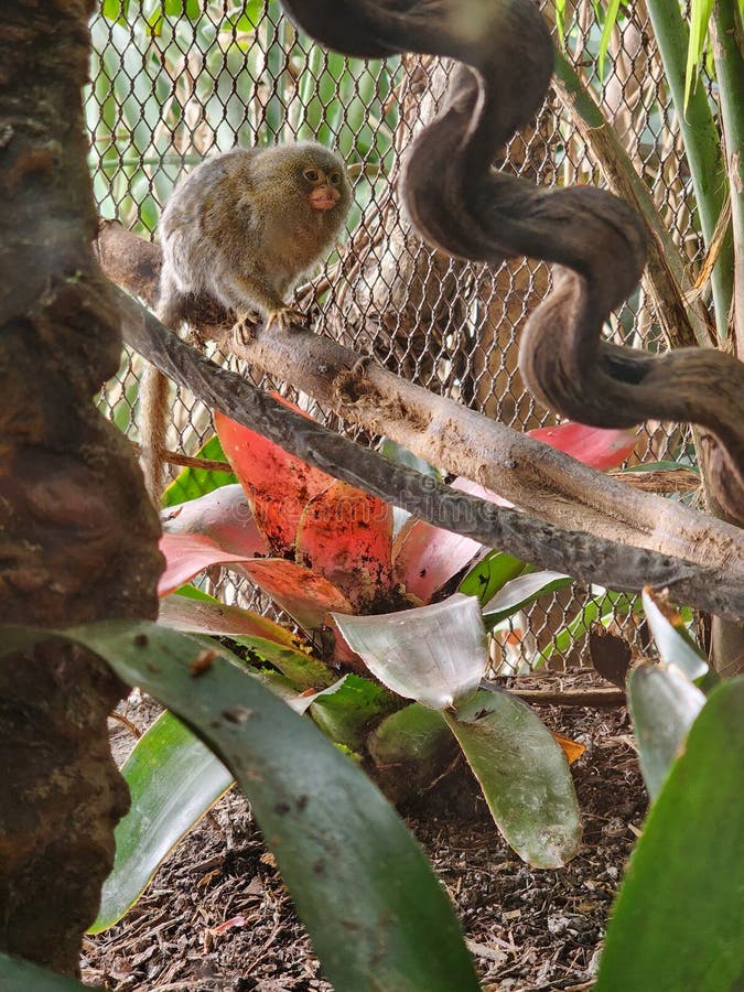 Finger Monkey! stock photo. Image of wildlife, tree 270862946