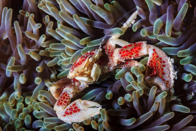 Finger nail sized crab in an anemone royalty free stock images