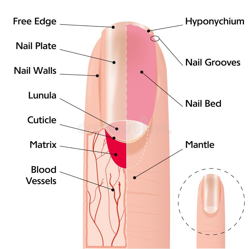 Finger nail structure