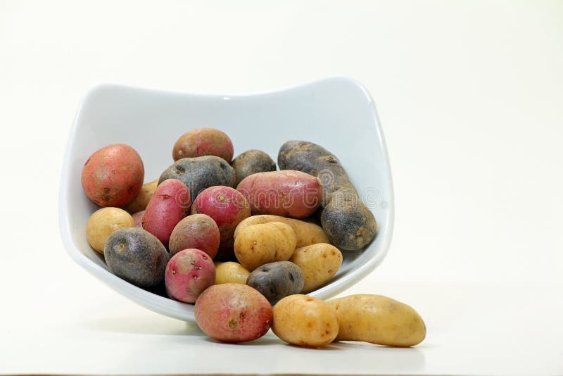 Fingerling Potatoes (Solanum tuberosum). Fingerling potatoes in white bowl; white background royalty free stock images