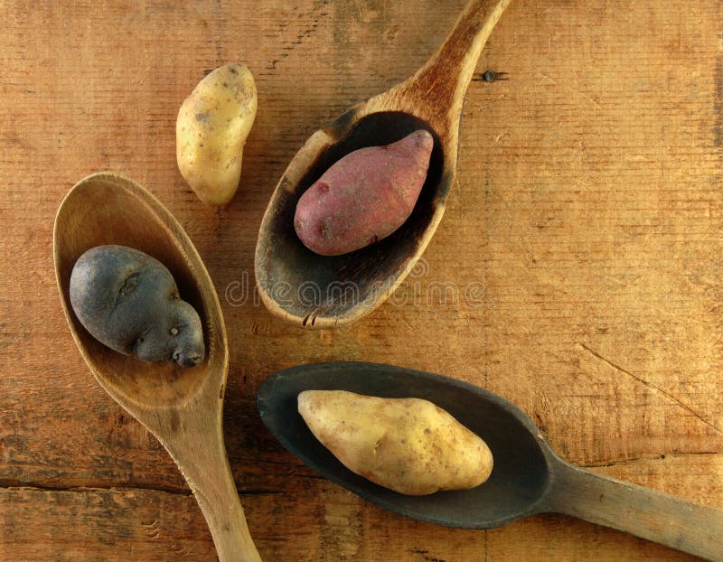 Fingerling Potatoes in Wooden Spoons Stock Image Image of vegetable