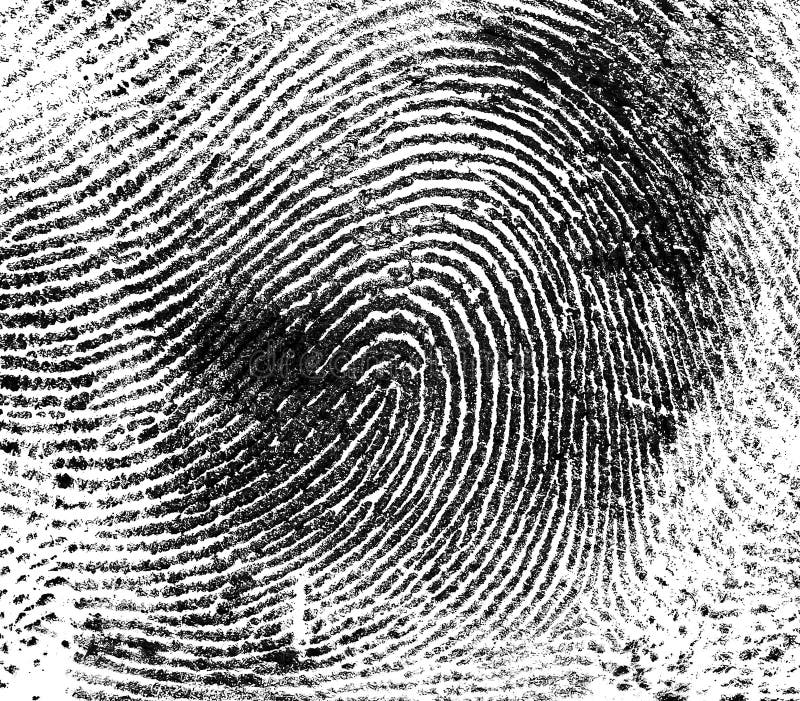Fingerprint on white paper, as background, top view. Fingerprint macro stock images, royalty-free photos and pictures