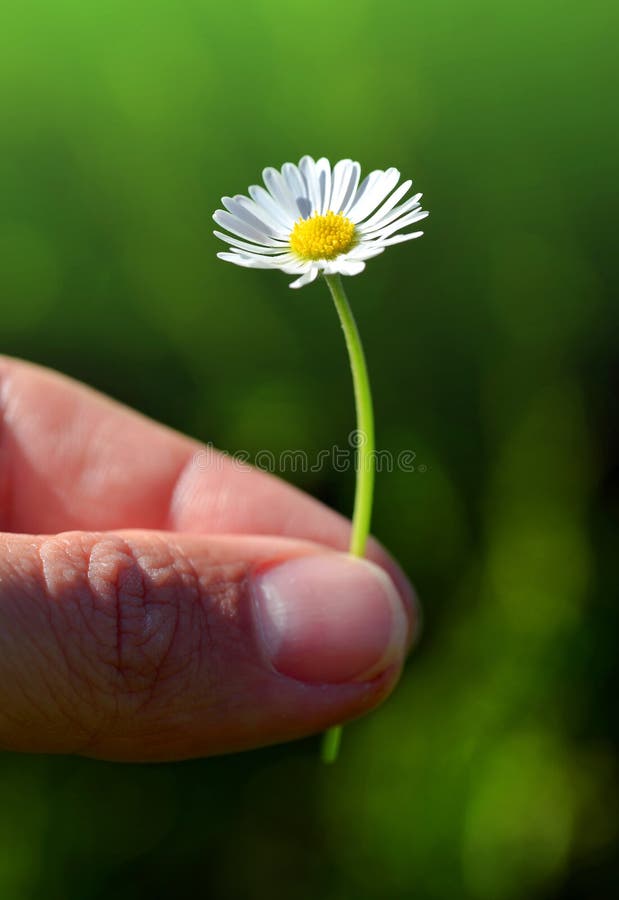 729 Fingers Wildflower Stock Photos Free & RoyaltyFree Stock Photos