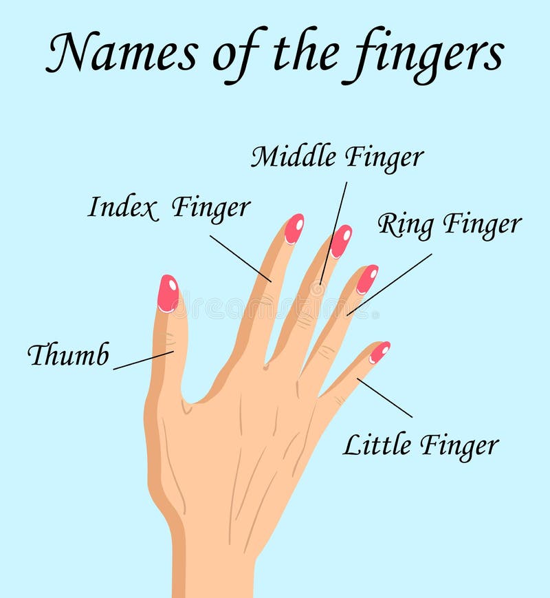 Fingers Names Stock Illustrations – 30 Fingers Names Stock Illustrations,  Vectors & Clipart - Dreamstime