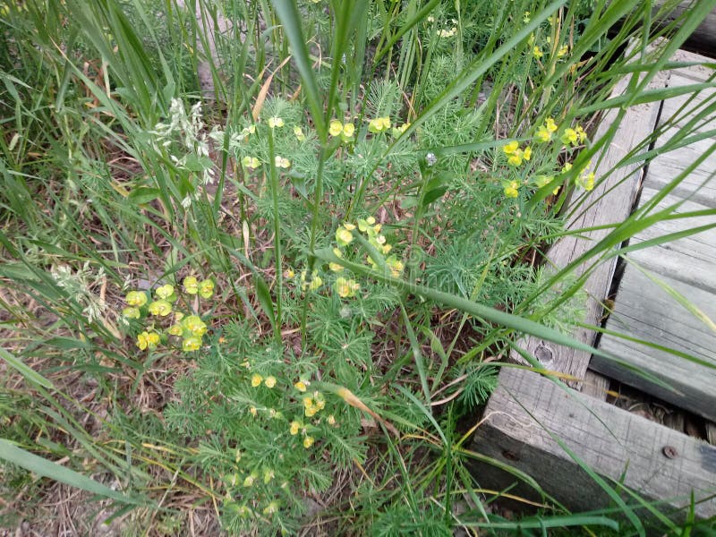 Finlandssvenska blommor arkivbilder Finlandssvenska blommor arkivbilder