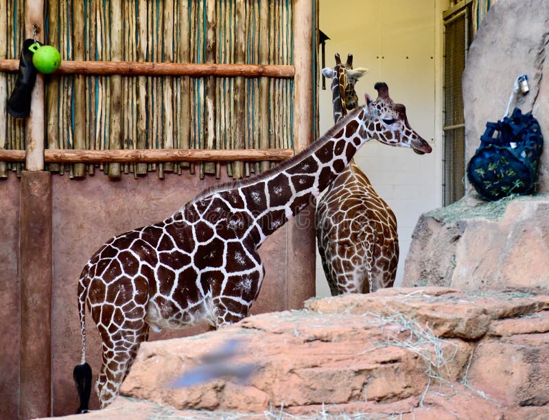 This is a picture of a Two-year-Old male Giraffe named Finely in its habitat at the Lincoln Park Zoo located in Chicago, Illinois in Cook County. This picture was taken on January 8, 2019. This is a picture of a Two-year-Old male Giraffe named Finely in its habitat at the Lincoln Park Zoo located in Chicago, Illinois in Cook County. This picture was taken on January 8, 2019.