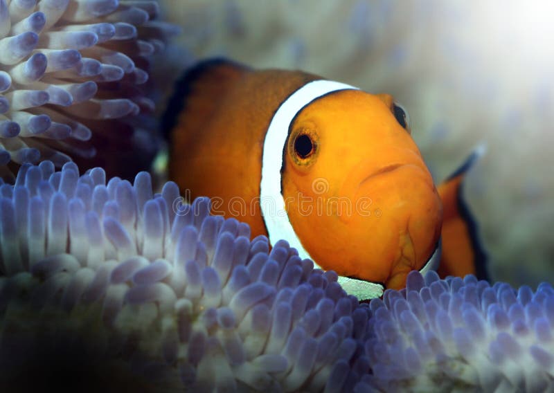finna nemo arkivbild finna nemo arkivbild