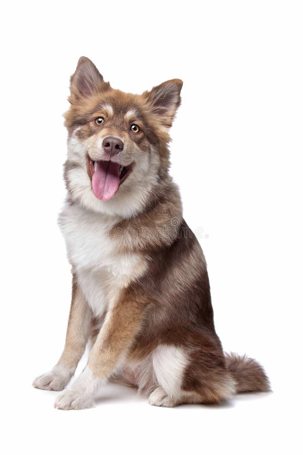 Finnisches Lapphund lizenzfreie stockfotos Finnisches Lapphund lizenzfreie stockfotos