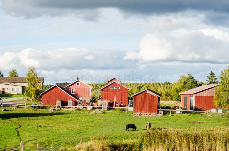 Finnish Agriculture Farm Near a Green Wheat and Oats Fields Stock Photo
