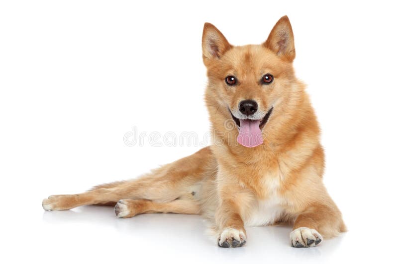Finnish spitz royalty free stock photography