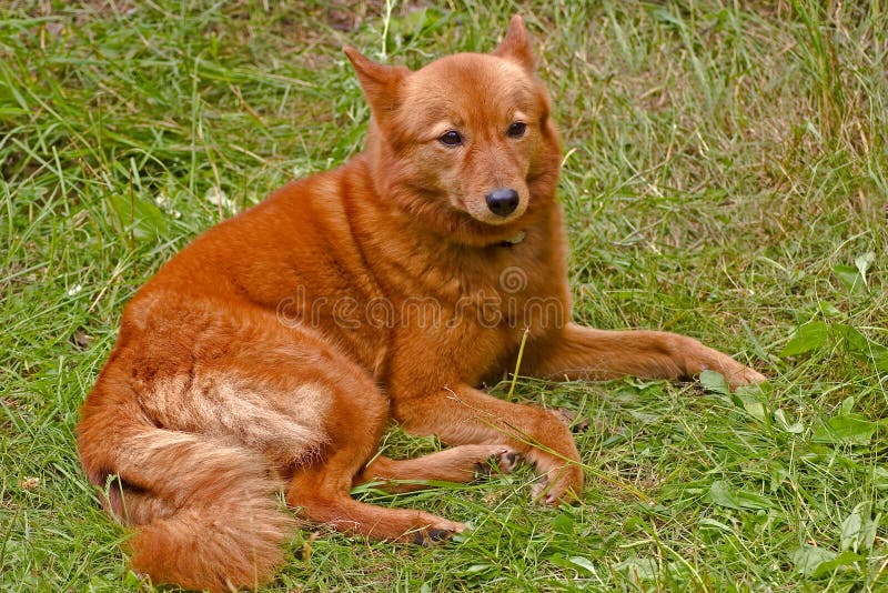 Finnish spitz stock images