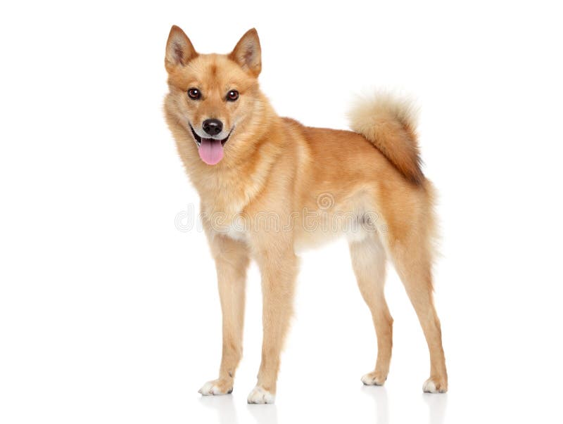 Finnish spitz dog royalty free stock photography