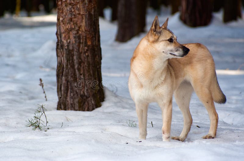 Finnish Spitz-dog stock images