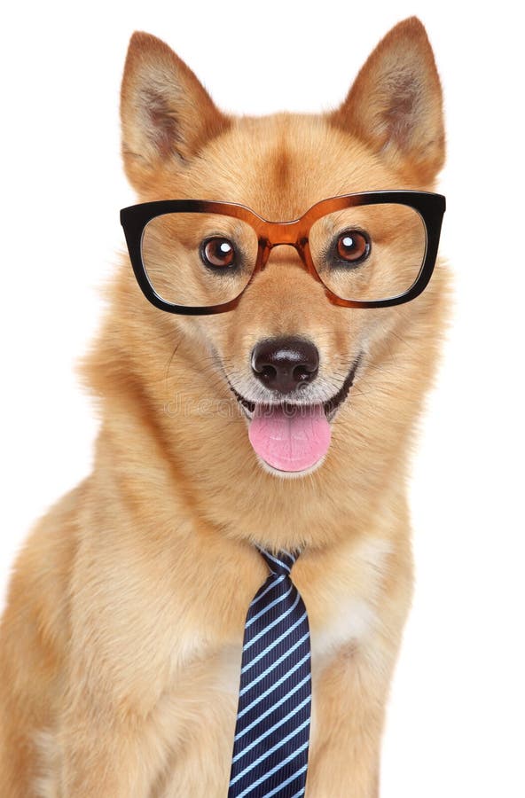Finnish spitz dog. Funny portrait stock photo