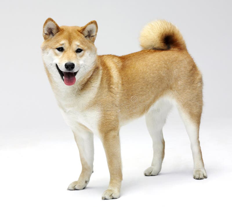 Finnish Spitz royalty free stock photos