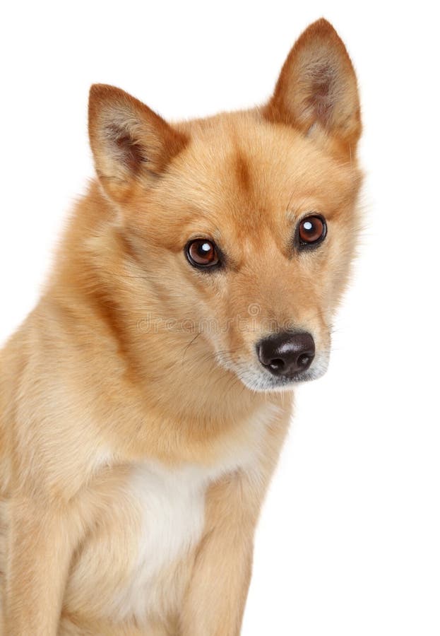 Finnish spitz portrait stock image